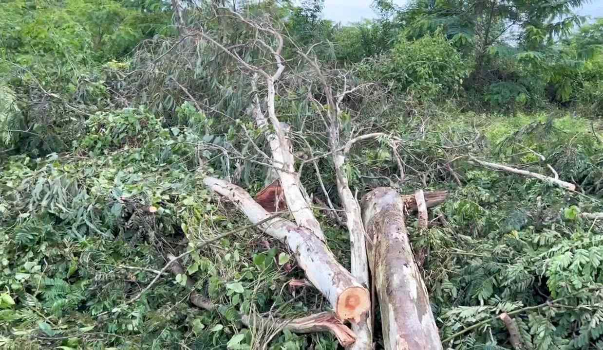 A man was killed by a falling tree while sawing a tree in Dong Nai. Photo: Reader provided