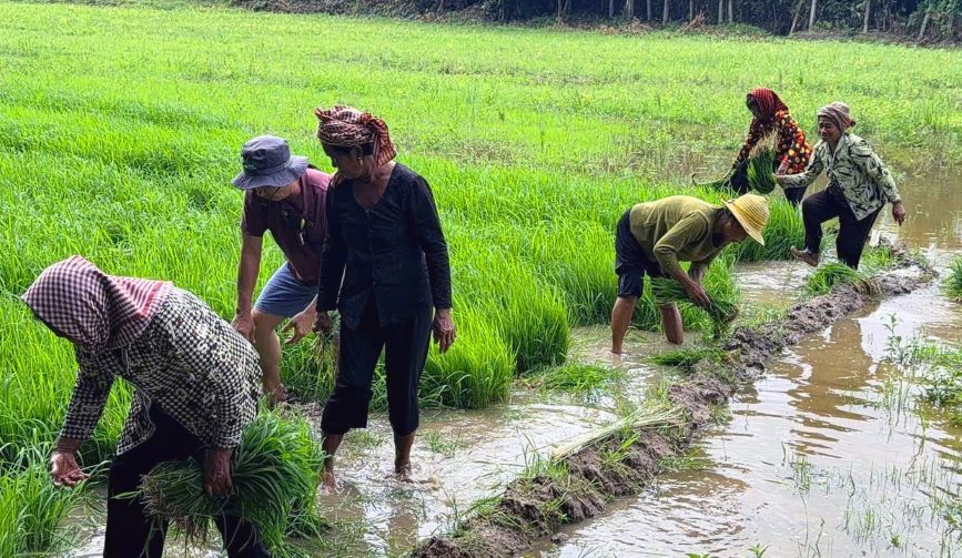 Ngày 11.9, bà con chung tay chuẩn bị mạ phục vụ cho Hội đua bò và Lễ cấy mạ năm 2026. Ảnh: Chau Sóc Khonl