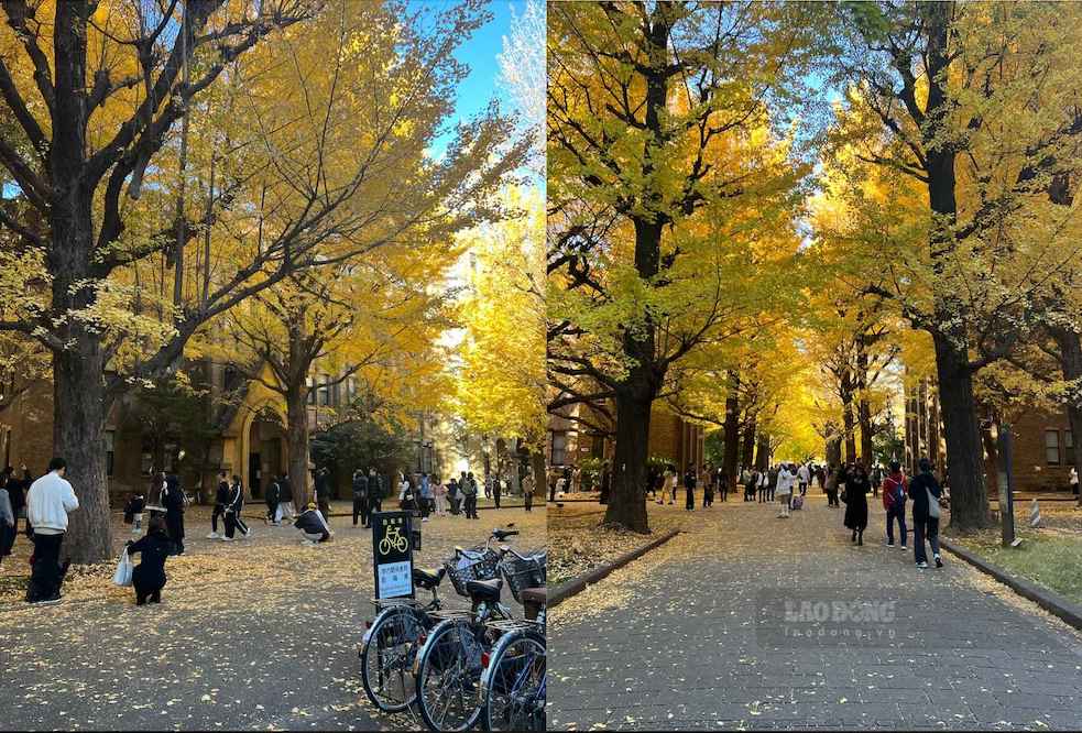 Rows of trees turn yellow, creating a characteristic scene of Japanese autumn. Photo: Phuong Anh (taken in 2025)