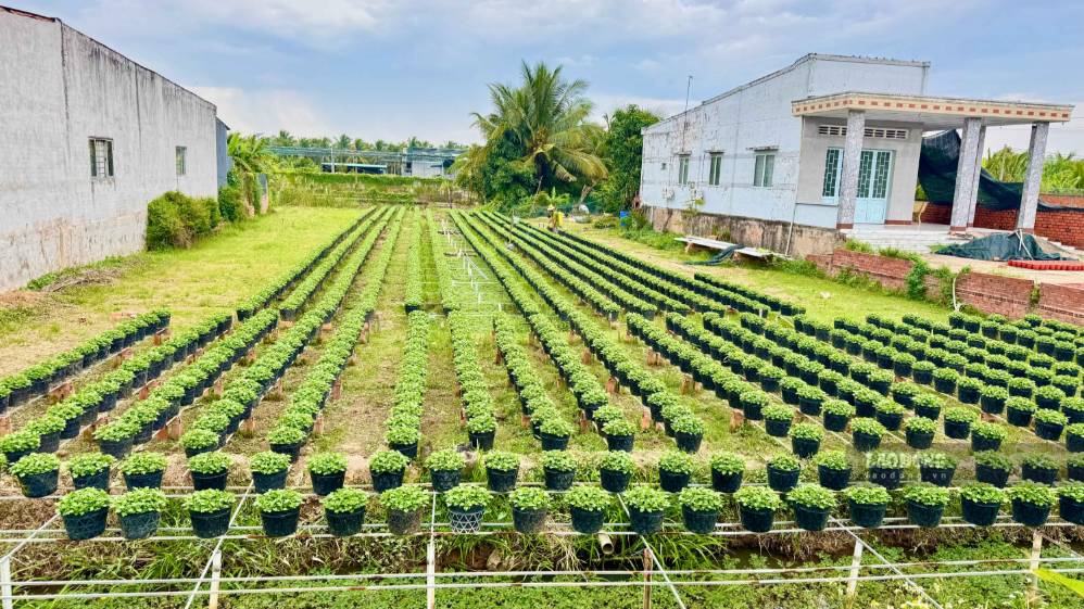 Nông dân trồng hoa Chợ Lách mở vườn đón khách, góp phần kết nối sản xuất với phát triển du lịch. Ảnh chụp ngày 8.9. tại vườn trồng hoa ở xã Chợ Lách, tỉnh Vĩnh Long. Ảnh: Hoàng Lộc