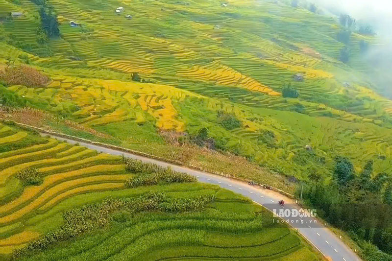 Y Ty se pone el color dorado brillante de la temporada de arroz maduro, atrayendo a los turistas en su viaje para explorar las tierras altas. Foto: Dinh Dai tomada en agosto de 2026