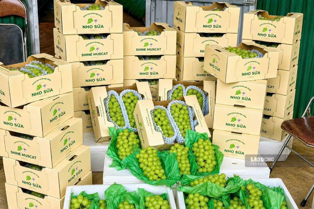 Người dân tổ dân phố Cờ Đỏ, phường Thảo Nguyên thu hoạch nho sữa. Ảnh: Thu Thảo chụp ngày 1.9.2026