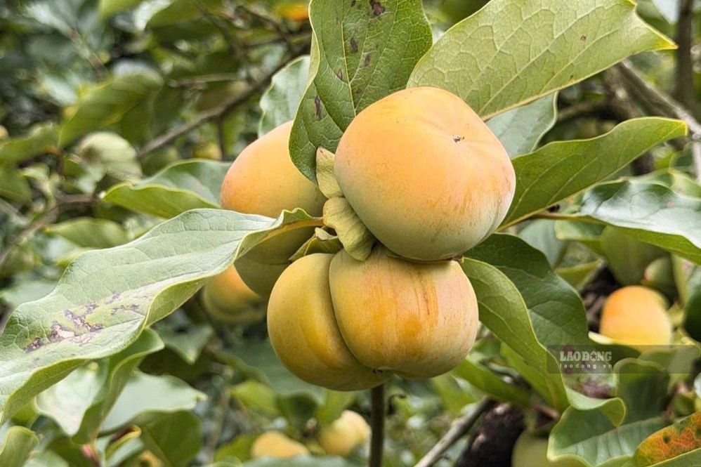 Người dân phường Thảo Nguyên thu hoạch, phân loại hồng giòn. Ảnh: Thành Tú chụp ngày 6.9.2026