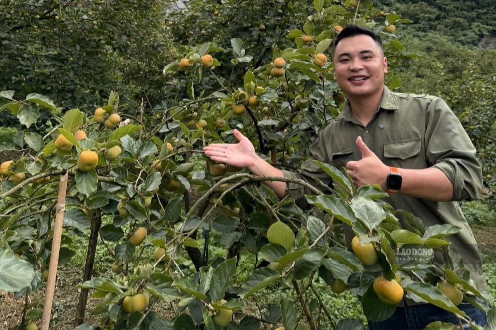 Crispy persimmon season on Moc Chau plateau, Son La province is in season. Photo: Thanh Tu taken on September 10, 2026