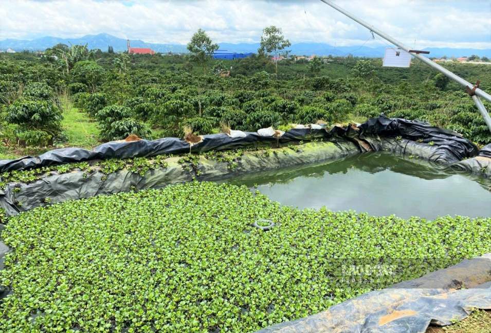 Ao chứa nước trong vườn cà phê tại thôn 16 (xã Bảo Lâm 1) - nơi phát hiện nạn nhân tử vong. Ảnh chụp trưa 12.9 (Ảnh: Nguyễn Quân) 
