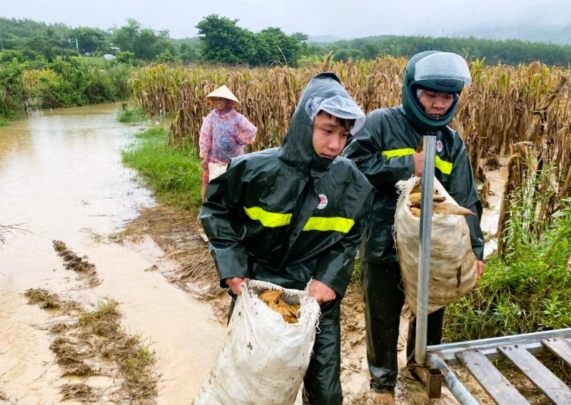 Lực lượng vũ trang Đà Nẵng giúp dân thu hoạch hoa màu tránh ngập úng do mưa lớn. Ảnh: Bộ Chỉ huy Quân sự Đà Nẵng