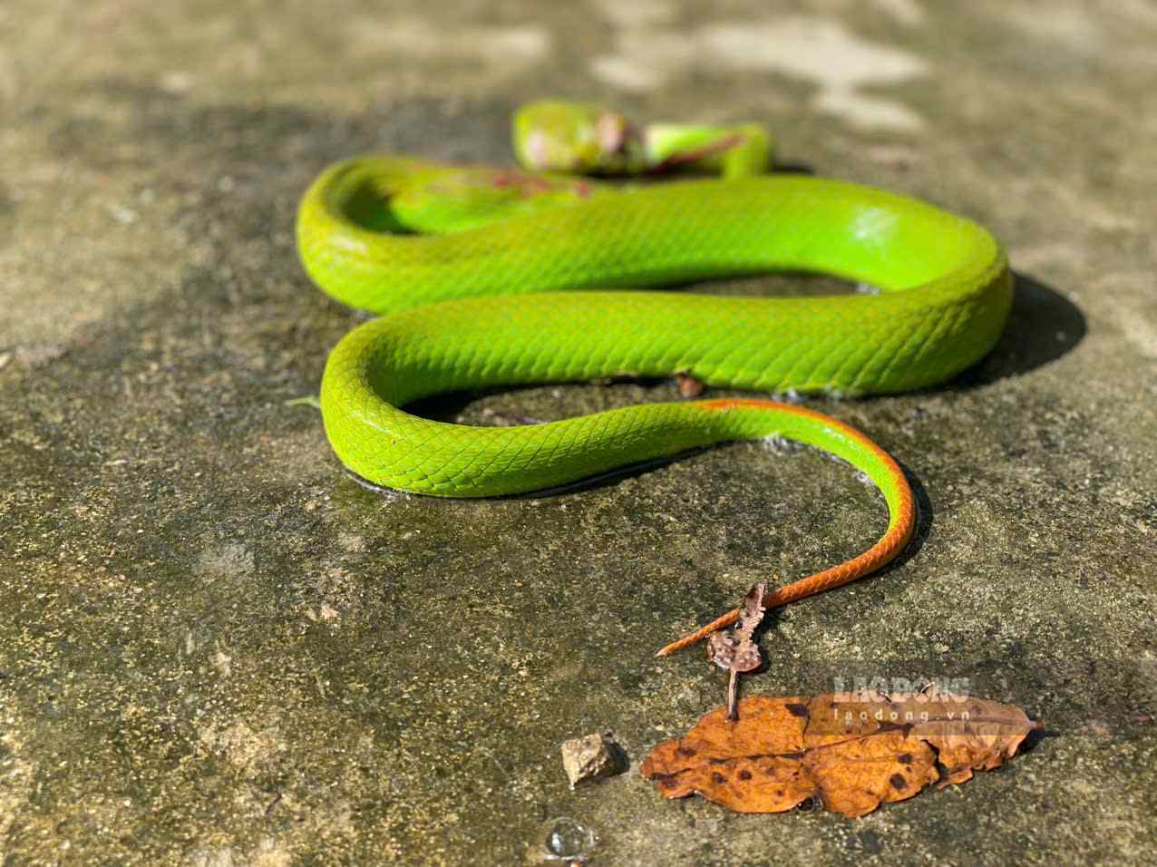 Red-tailed green pit vipers continuously invade residential areas in Thoi Hoa ward (Photo taken on September 12th). Photo: Dinh Trong
