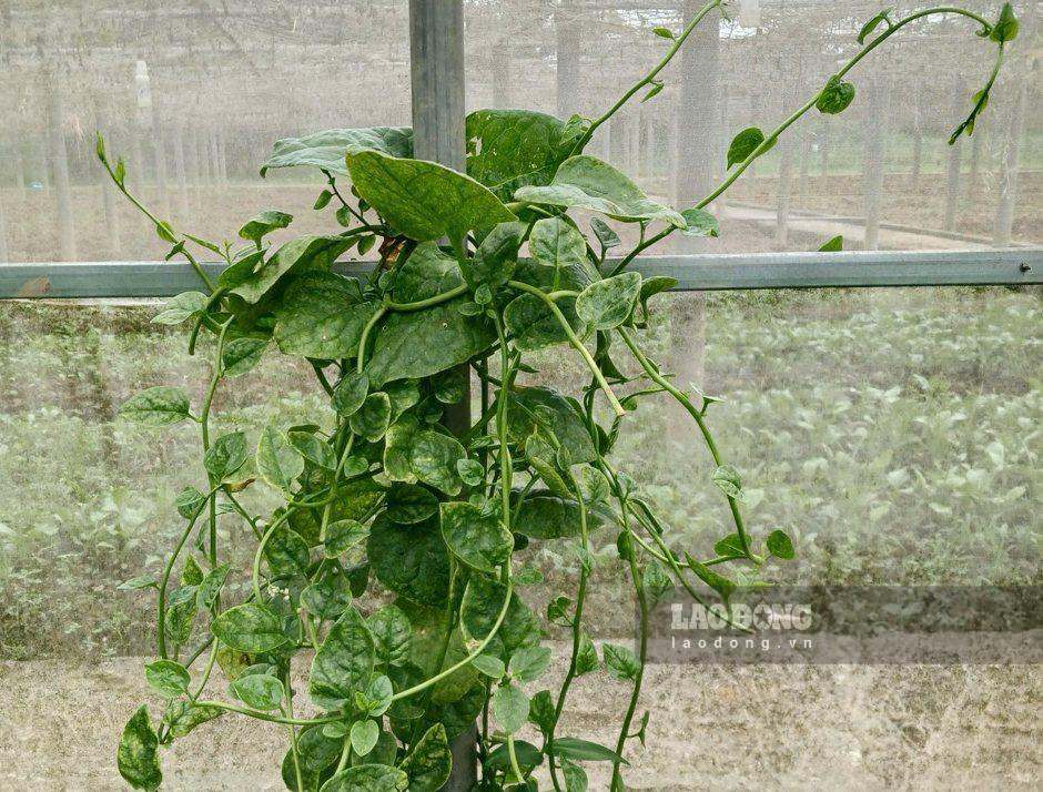 Malabar spinach brings certain benefits to people with diabetes, helping to stabilize blood sugar. Photo: Huong Giang
