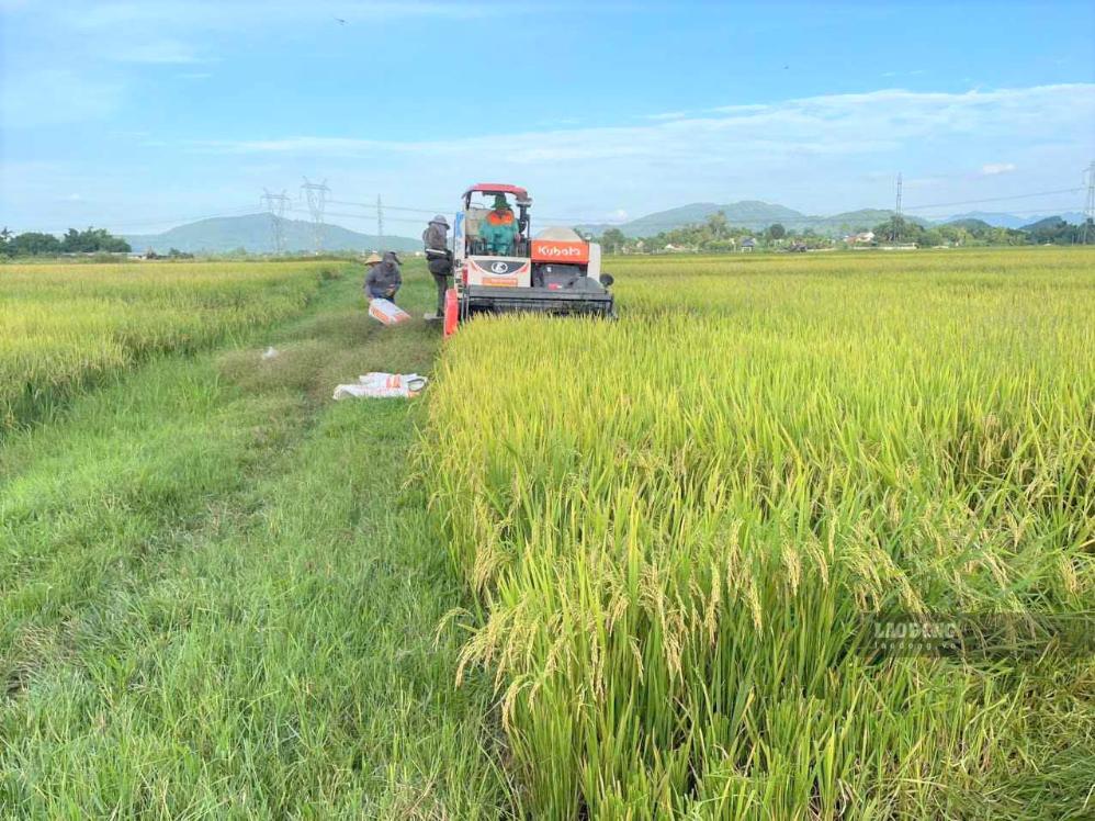 Nghệ An ordonne aux localités d'achever rapidement la récolte du riz d'été-automne avant le risque de fortes pluies. Photo: Duy Chương prise en septembre 2026