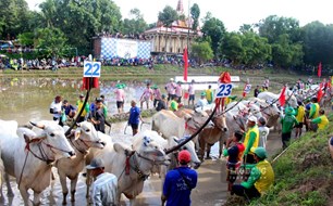 32 đôi bò tranh tài tại Hội đua bò Chùa Rô năm 2026