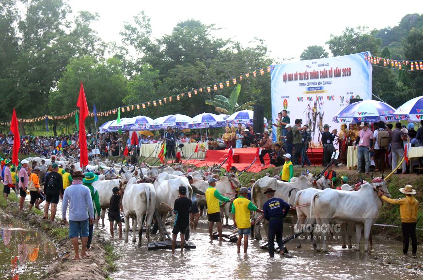 Các chủ đôi bò dự lễ khai mạc. Ảnh: Thanh Mai (Ảnh chụp ngày 13.9.2026)