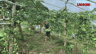 From a new crop, yellow passion fruit is giving positive signals about economic efficiency and opportunities to increase income for people. Photo: Dinh Dai taken on September 10