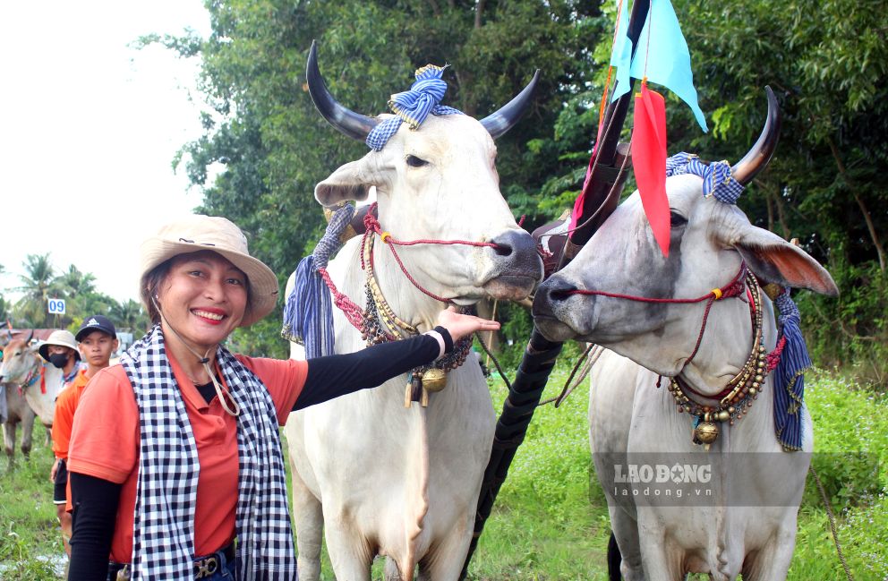 Bà Nguyễn Thị Thúy Ngọc bên đôi bò mang số 15 đạt giải Tư Hội đua bò chùa Rô năm 2026. Ảnh: Thanh Mai (Ảnh chụp ngày 13.9.2026)
