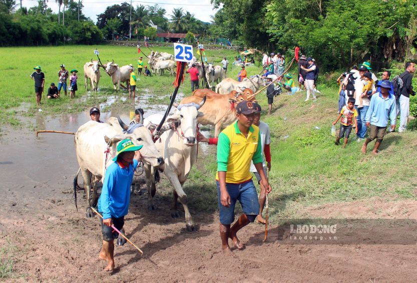 Các chủ bò đưa đôi bò vào sân thi đấu. Ảnh: Thanh Mai (Ảnh chụp ngày 13.9.2026)