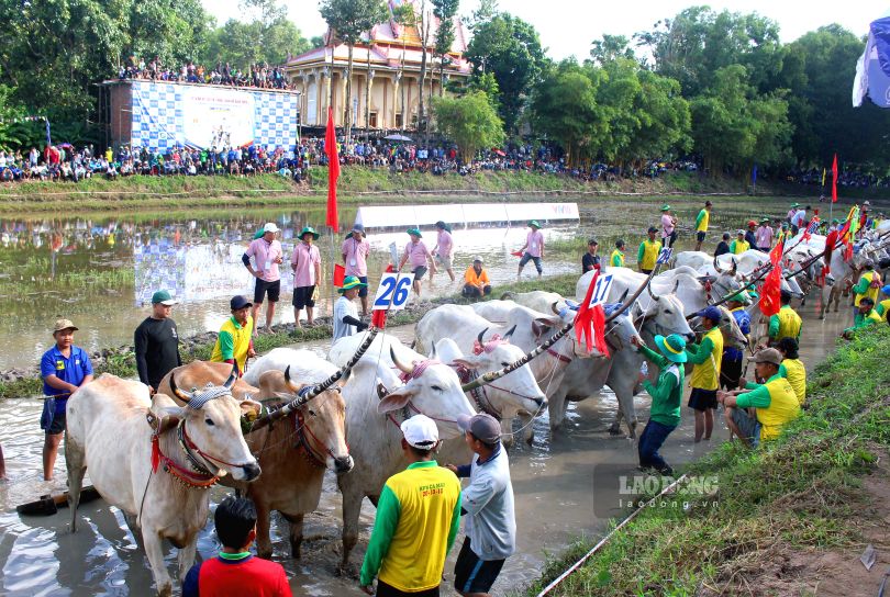 Một góc sân đua tại Hội đua bò chùa Rô năm 2026. Ảnh: Thanh Mai (Ảnh chụp ngày 13.9.2026)