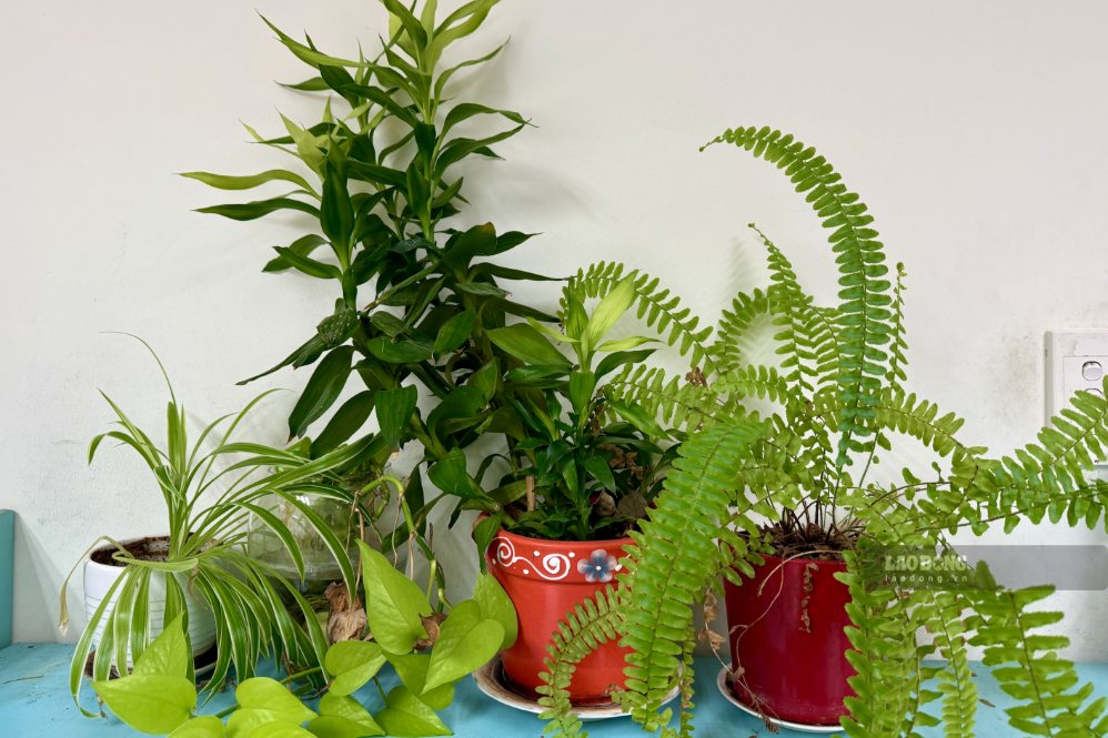 Reasons why indoor plants, even if carefully cared for, are still less viable. Photo: Quynh Nhu