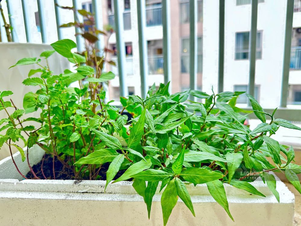Growing trees in styrofoam boxes and small trays is a safe and cost-saving way to decorate the rooftop garden. Photo: Thanh Thanh