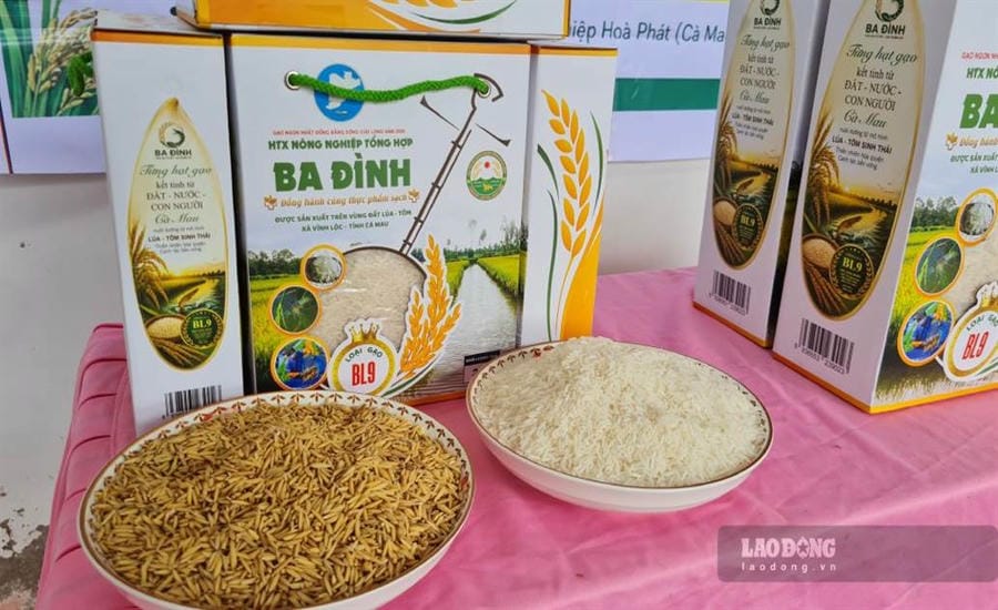 BL9 rice of Ba Dinh Cooperative, Vinh Loc, Ca Mau honored as the best in the Mekong Delta also worried about output (photo taken on September 8, 2026). Photo: Nhat Ho