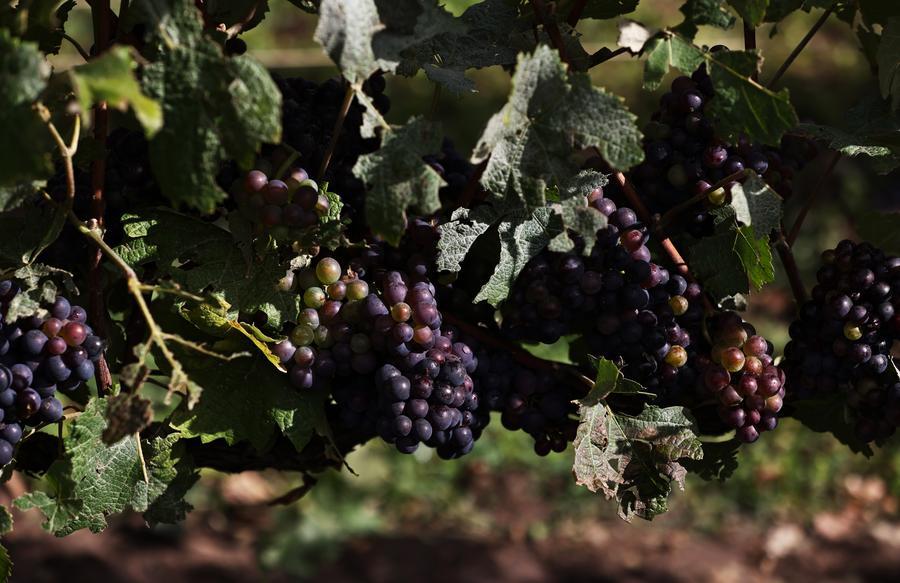 France's wine industry is under pressure due to prolonged heat and drought. Pictured are grape clusters in a garden in Chigny Les Roses, France on September 13, 2024. Photo: Xinhua