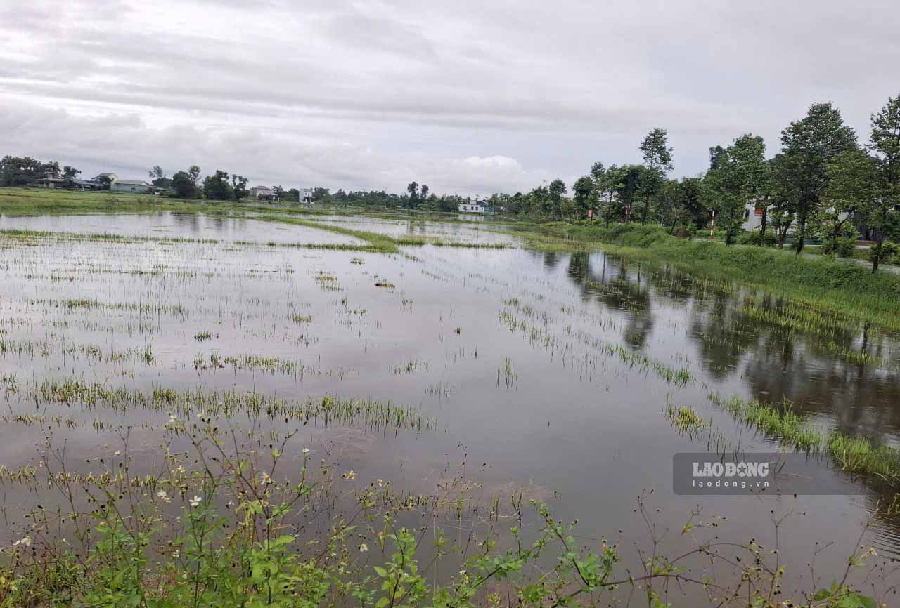In Ha Tinh, the rain has decreased, and the water in the fields is receding rapidly. Photo by Tran Tuan taken on the morning of September 14