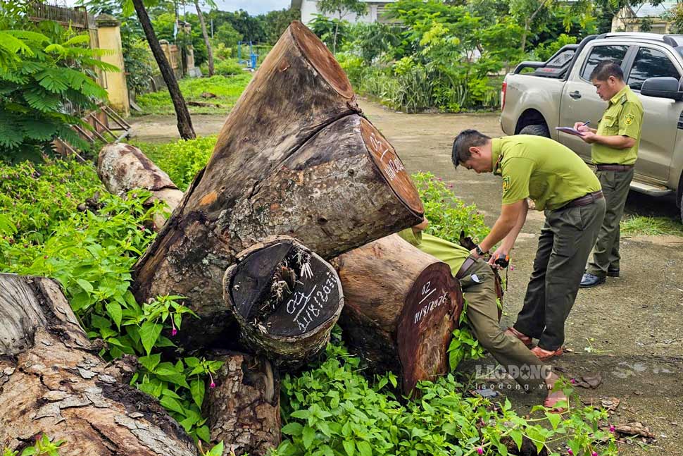 Functional forces inspect the scene of 15 tree stumps at the headquarters of the old H'Bong Commune People's Committee (now belonging to Ia Hru commune, Gia Lai) being cut down (photo taken on August 11). Photo: Le Tien