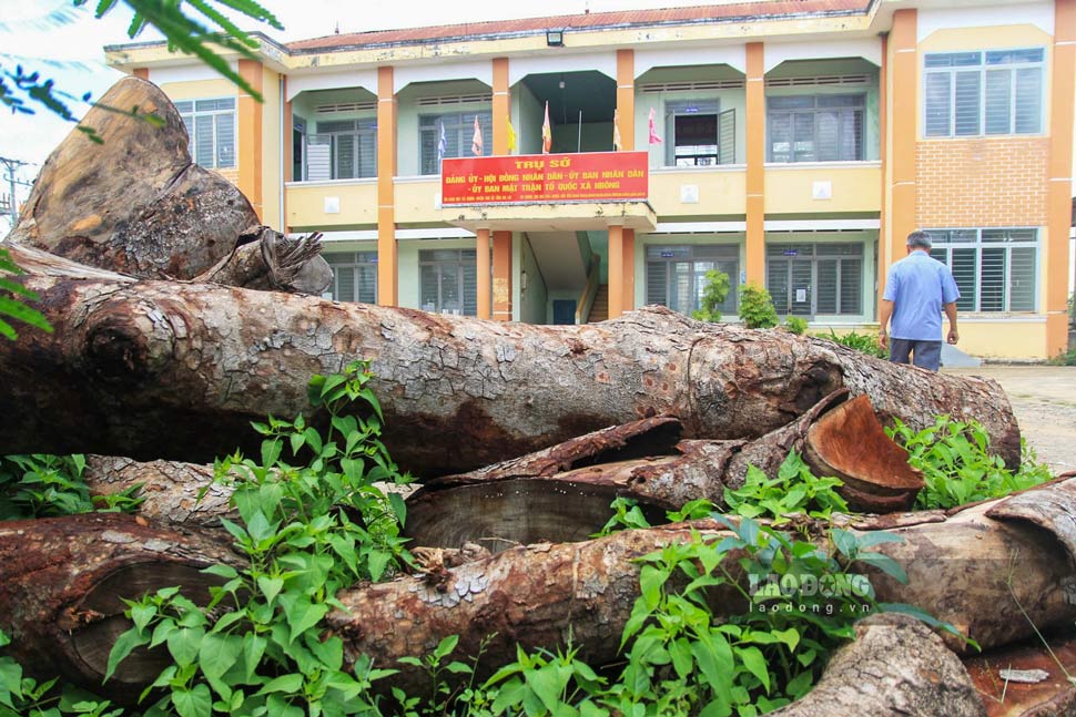 15 gốc cây tại trụ sở UBND xã H'Bông cũ (nay thuộc xã Ia Hrú) bị chặt hạ. Ảnh: Lê Tiền