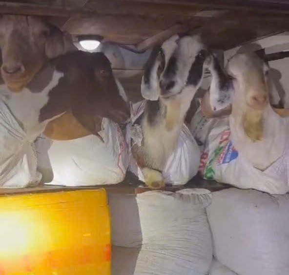 Khanh Hoa traffic police have made a record of the sleeper bus driver transporting animals. Photo: Traffic Police Department