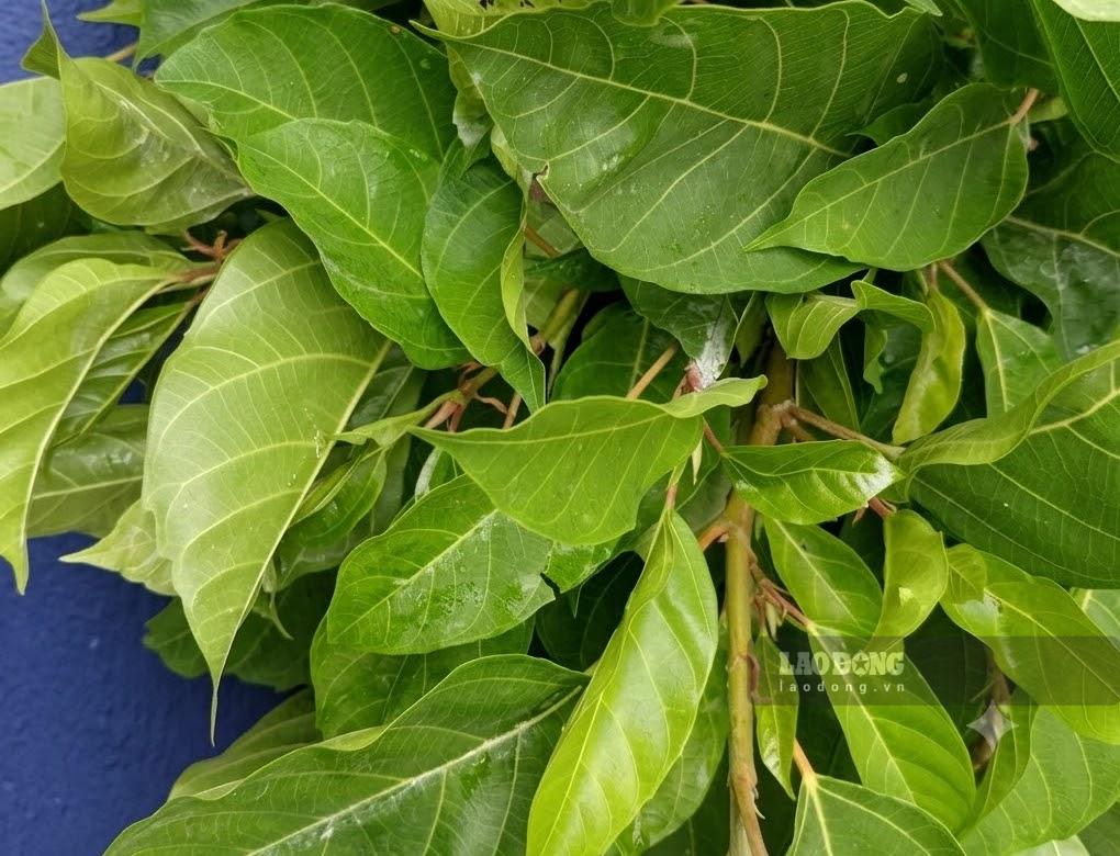 Fig leaves have antioxidant and anti-inflammatory properties, if used to cook water properly, it will be good for the liver. Photo: Quang Minh.