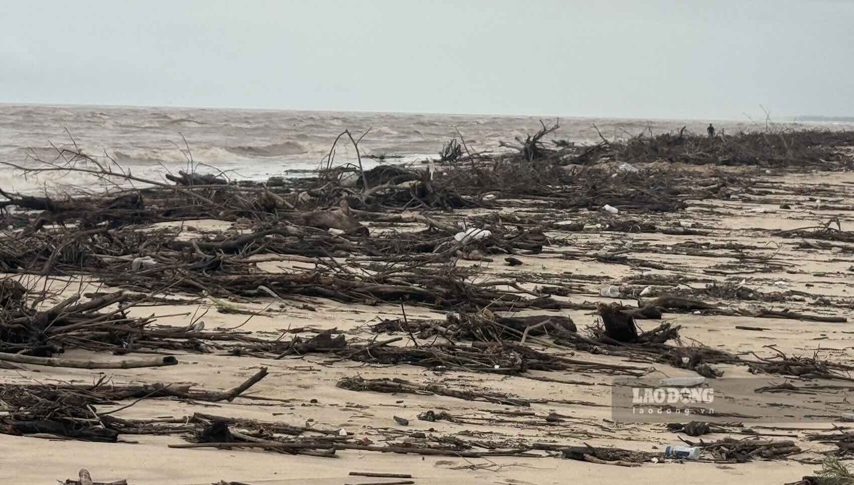 Du bois de chauffage, du bois et des ordures s'entassent densément sur la plage de Nhật Lệ. Photo: Công Sáng prise le 14 septembre