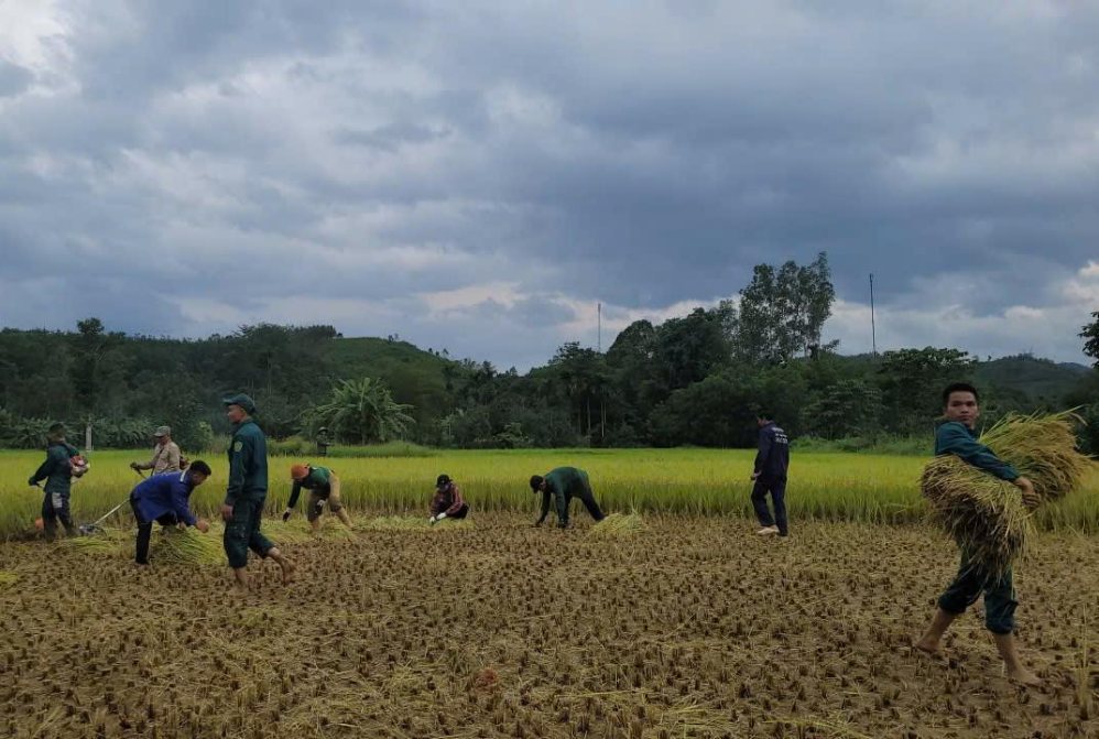 Cán bộ, chiến sĩ Ban CHQS xã Phước Năng xuống đồng hỗ trợ người dân thu hoạch lúa mùa (ảnh chụp ngày 14.9). Ảnh: Lê Quang Hiếu (Ban CHQS xã Phước Năng).