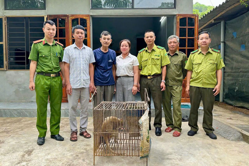 The yellow monkey weighing about 5kg was received by functional forces for care, rescue and re-release to nature. Photo: Van Phu Ward Police