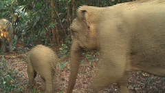 The Que Phuoc elephant species and habitat conservation area has just recorded a herd of wild elephants with 2 baby elephants growing naturally. Photo: Linh Huyen (Da Nang Special-Use Forest Management Board)