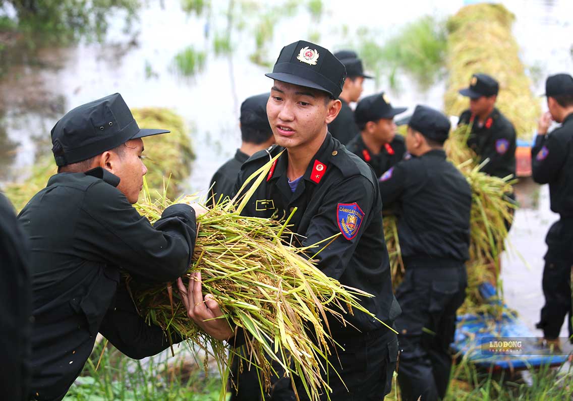 Những bó lúa được vận chuyển đến nơi an toàn, hạn chế nguy cơ thiệt hại do nước dâng ngày 14.9. Ảnh: Huỳnh Du