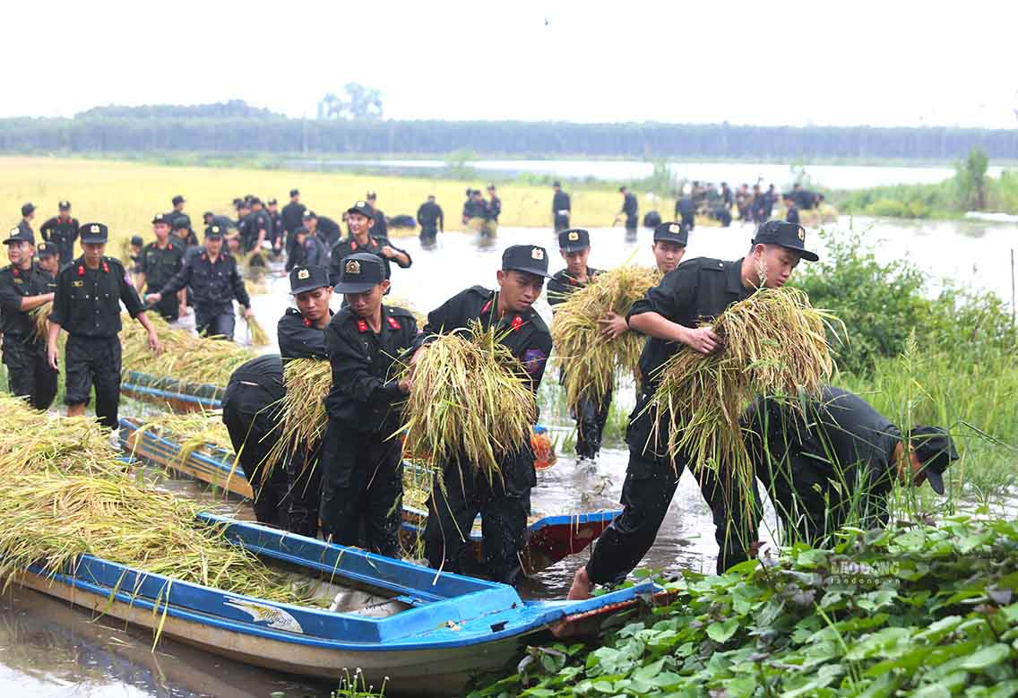 Soldiers and people harvest rice in the rising water on September 14th. Photo: Huynh Du