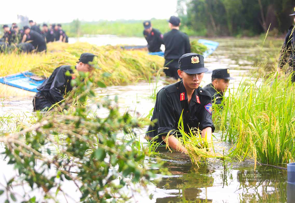 80 chiến sĩ Tiểu đoàn 1, Trung đoàn Cảnh sát cơ động số 9 đã dầm mưa, ngâm mình trong nước lũ cắt lúa giúp dân chiều ngày 14.9. Ảnh: Huỳnh Du