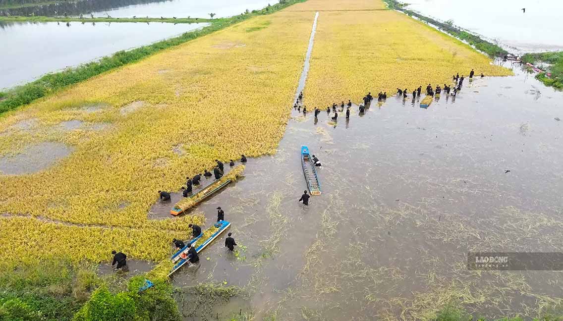 Nước lũ đầu nguồn đổ về, có khoảng 35ha lúa tại xã Thạnh Hóa và Thạnh bị ngập úng. Ảnh: Huỳnh Du chụp 14.9