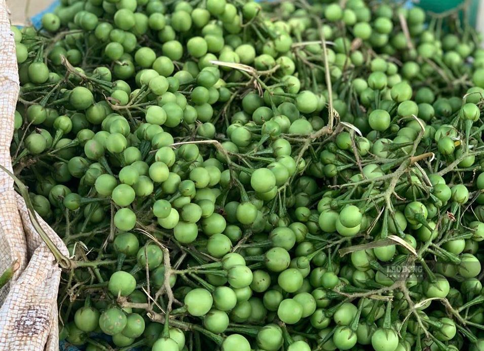 La berenjena amarga es el ingrediente de muchos platos deliciosos especiales de las tierras altas del noroeste, incluido Son La. Foto: Huong Ngan