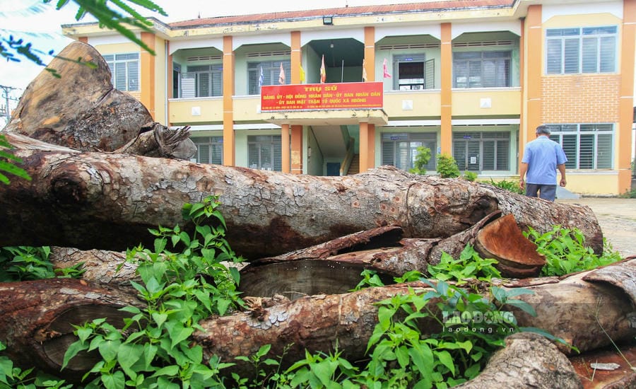Forest rangers determined that 15 tree stumps at the headquarters of the former H'Bong Commune People's Committee (now belonging to Ia Hru commune) were cut down. Photo: Le Tien