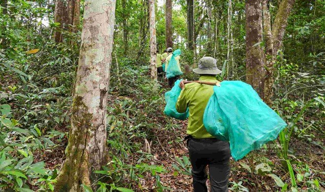Los guardabosques del Parque Nacional Kon Ka Kinh llevan animales de nueva liberación a la selva natural. Foto: Parque Nacional Kon Ka Kinh