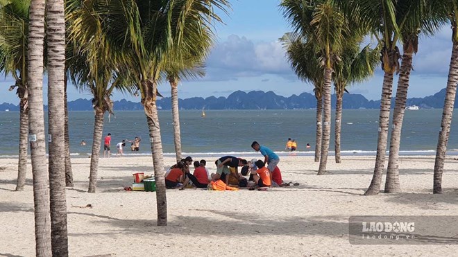 Quảng Ninh thông tin về sự xuất hiện của sứa ở các khu vực bãi tắm