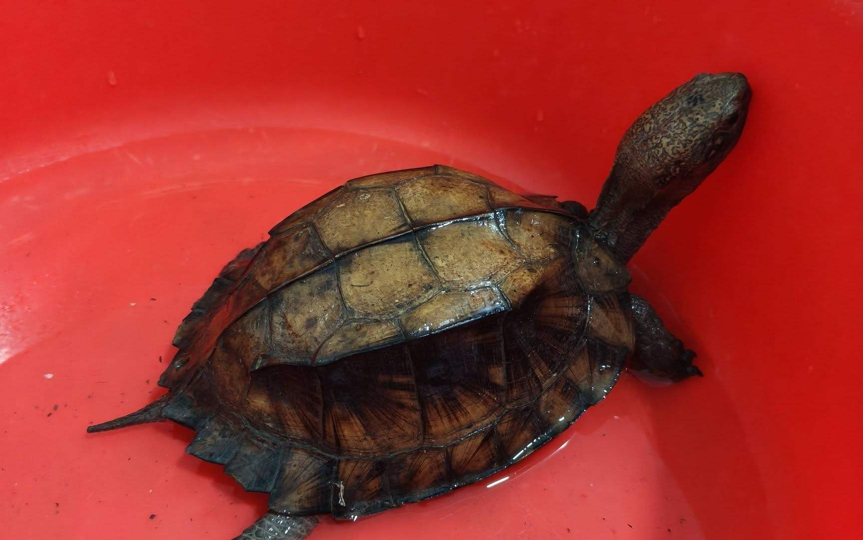 People in Dak Lak province voluntarily hand over sand turtles to the police. Photo: M'Drak Commune Police (photo taken in September 2026)