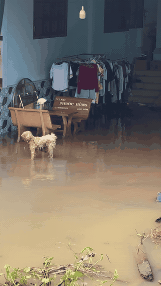 Nước tràn vào nhà dân ven đê bao sông Măng, xã Tân Long Hội, khiến người dân lo sạt lở tái diễn. Ảnh chụp ngày 15.9.2026 tại xã Tân Long Hội. Ảnh: Hoàng Lộc
