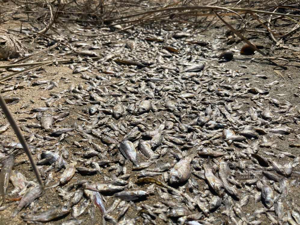 クアンガイ省チャクック川で魚が大量死。写真:ヴィエン・グエン