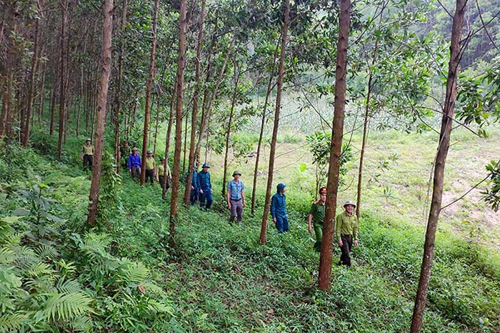 La inspección y revisión del estado actual del bosque es la base para que la provincia de Thai Nguyen defina claramente los límites, los propietarios forestales, mejore la eficiencia de la gestión, la protección y el desarrollo forestal en la localidad. Foto: Portal de Información Electrónica de la provincia de Thai Nguyen