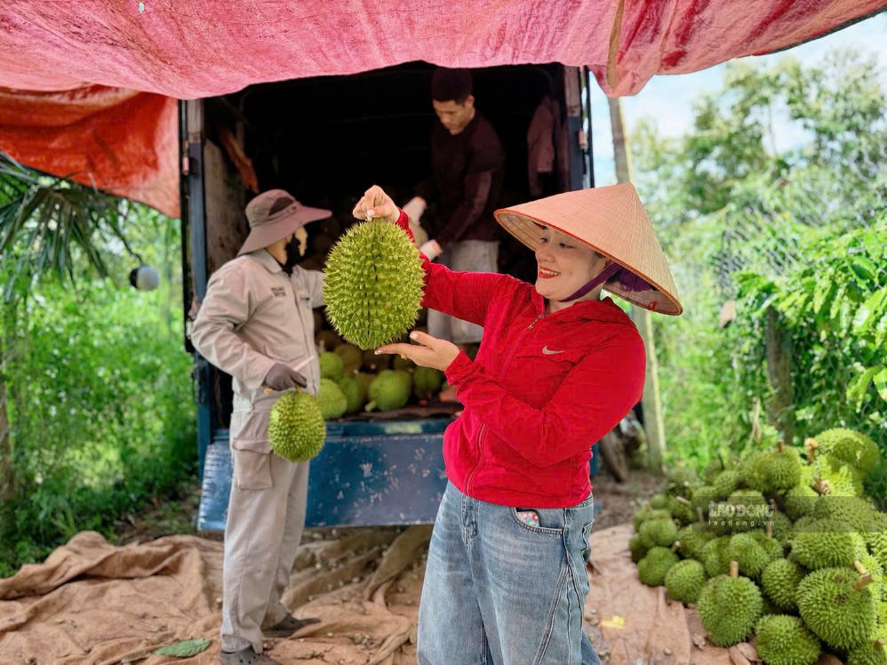 People in Dak Lak province harvest durian. Photo: Bao Trung