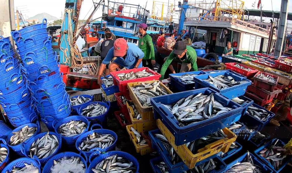 Thông tin hành trình, nhật ký khai thác và sản lượng bốc dỡ tạo thành chuỗi dữ liệu phục vụ truy xuất nguồn gốc hải sản. Ảnh: Nguyễn Hoàng
