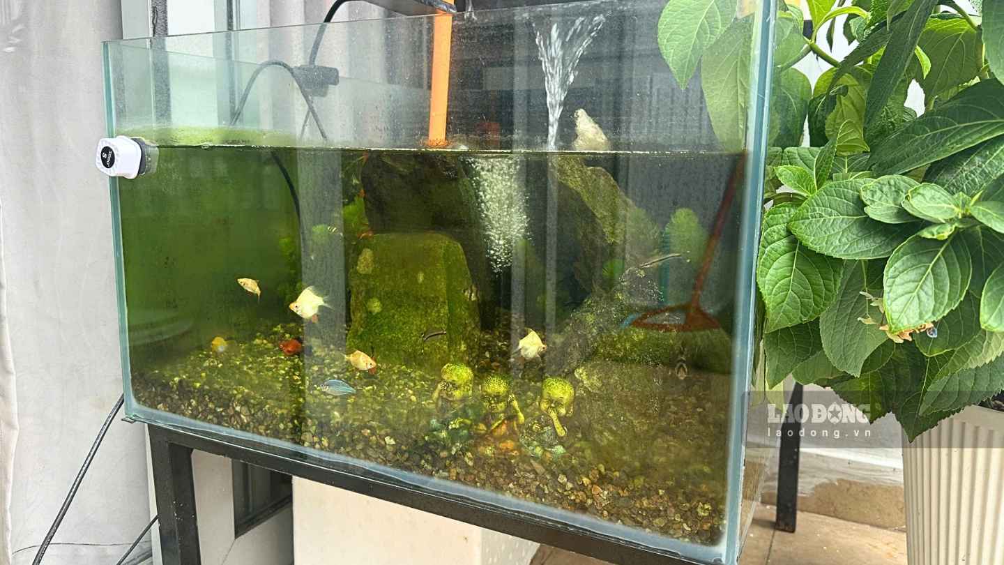 The location of the aquarium needs to be suitable for lighting, space and convenient for care and hygiene. Photo: Ha May (photo taken in September 2026)