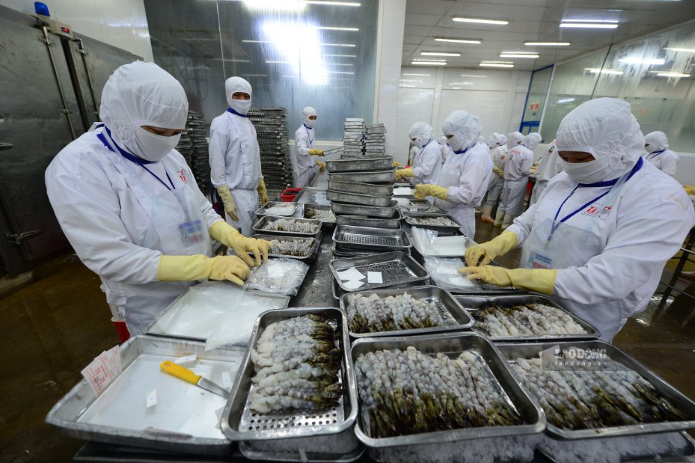 Seafood exports continue to be a bright spot. Photo: Hai Nguyen taken in April 2025.
