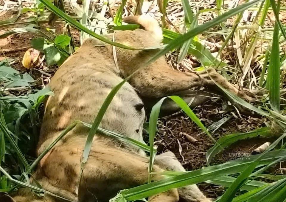 The dog was beaten to death by people in Quang Ngai. Photo: Ai Vy