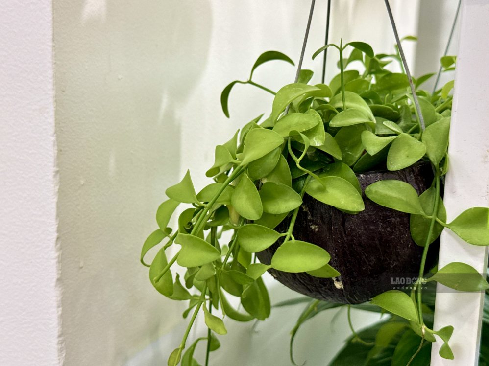 Prolonged rain, ornamental plants are prone to problems when placed on the balcony. Photo: Quynh Nhu